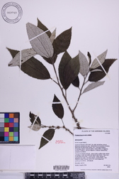 Pipturus kauaiensis