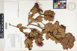 Metrosideros polymorpha