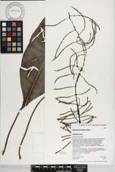 Charpentiera densiflora