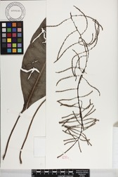 Charpentiera densiflora