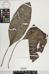 Charpentiera densiflora