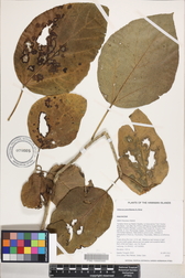 Hibiscus arnottianus