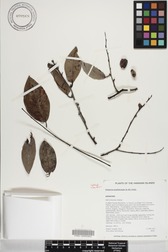 Diospyros sandwicensis