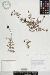 Wollastonia integrifolia