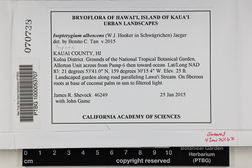 Isopterygium albescens image