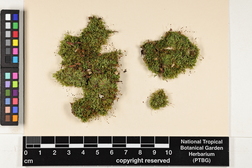 Isopterygium albescens image