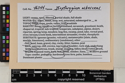 Isopterygium albescens image