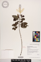 Hibiscus waimeae subsp. hannerae