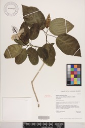 Hibiscus waimeae subsp. hannerae