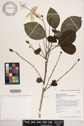 Hibiscus waimeae subsp. hannerae