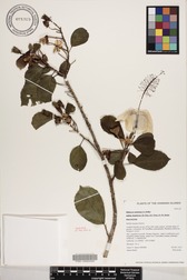 Hibiscus waimeae subsp. hannerae
