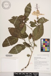 Hibiscus waimeae subsp. hannerae