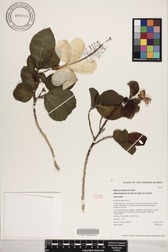 Hibiscus waimeae subsp. hannerae