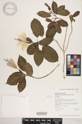Hibiscus waimeae subsp. hannerae