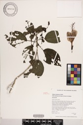 Hibiscus waimeae subsp. hannerae