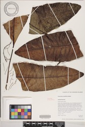 Charpentiera densiflora