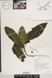 Charpentiera densiflora