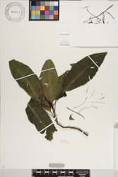 Charpentiera densiflora