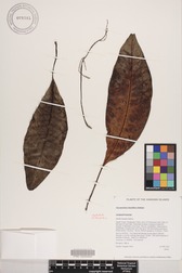 Charpentiera densiflora