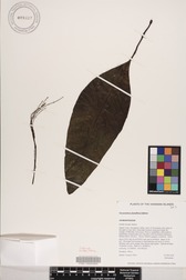 Charpentiera densiflora
