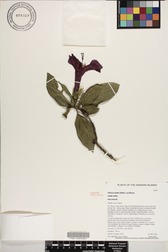 Hibiscus kokio subsp. kokio