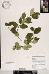 Alyxia stellata