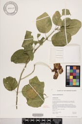 Capparis sandwichiana