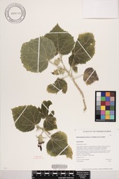 Hibiscadelphus distans