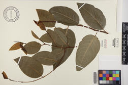 Flueggea neowawraea