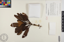 Pittosporum confertiflorum