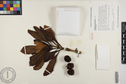 Pittosporum confertiflorum