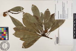 Pittosporum kauaiense