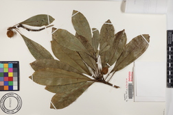 Pittosporum kauaiense