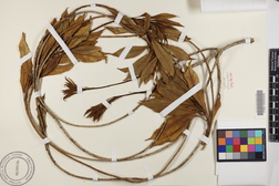 Pittosporum kauaiense