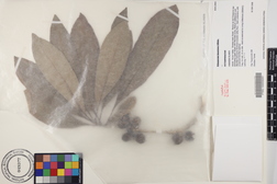 Pittosporum kauaiense