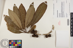 Pittosporum kauaiense