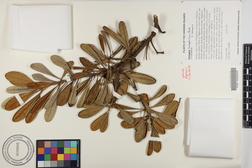 Pittosporum halophilum