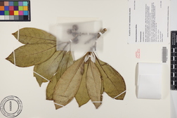 Pittosporum kauaiense