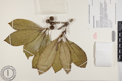 Pittosporum kauaiense