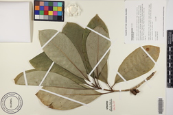 Pittosporum kauaiense