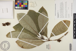 Pittosporum kauaiense