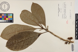 Pittosporum kauaiense