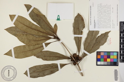 Pittosporum kauaiense