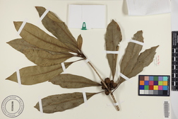 Pittosporum kauaiense