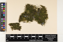 Haplohymenium triste image