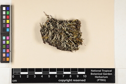 Cladonia didyma image