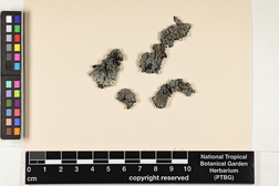 Pannaria rubiginosa image