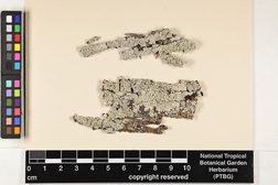 Dirinaria picta image
