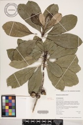 Pittosporum napaliense