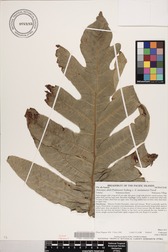 Artocarpus altilis x mariannensis 'Ulu Afa Hamoa'